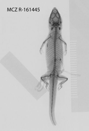 Media type: image;   Herpetology R-161445